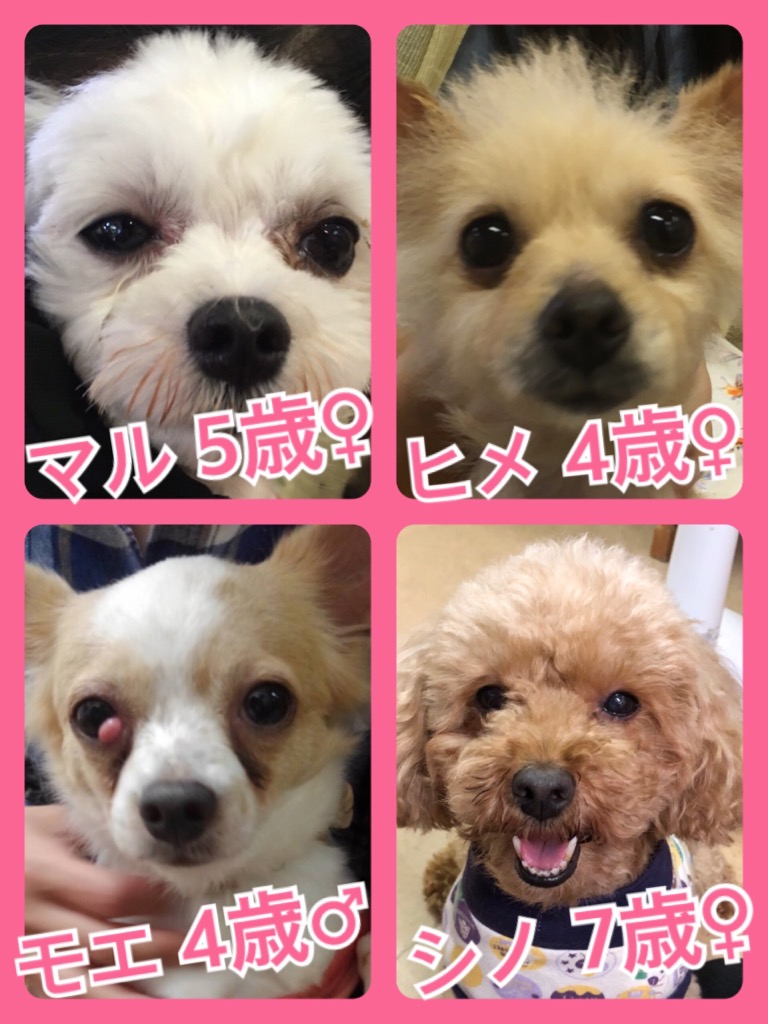 【今日の里親様募集中ワンコ🐶メンバーです🐾】2018,7,4